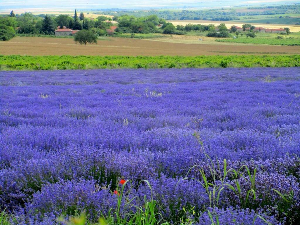 Lavender Lodge Rupkite Eksteriør bilde